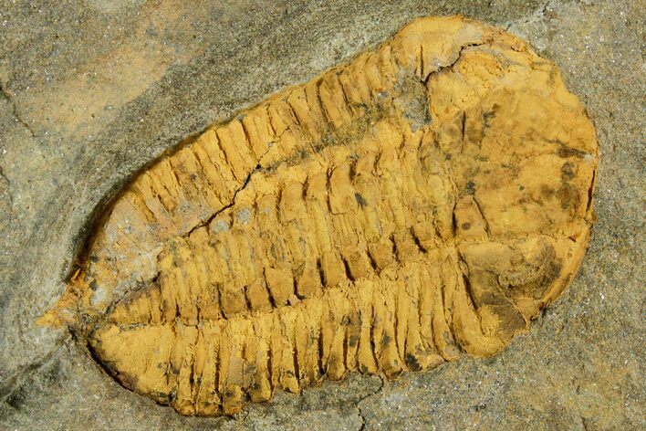Bright-Orange Dalmanitid (Ormathops) Trilobite - Morocco #353397